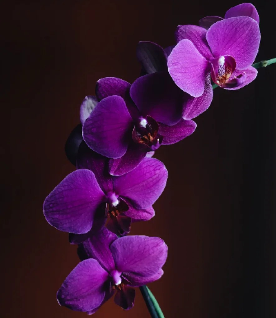 Top 10 Most Beautiful Flowers in the United States ExploringUSA