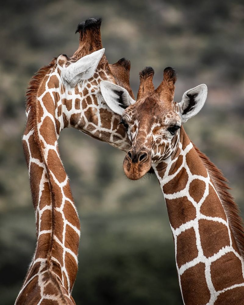 17 Littleknown Facts About Giraffes That Will Amaze You Exploring
