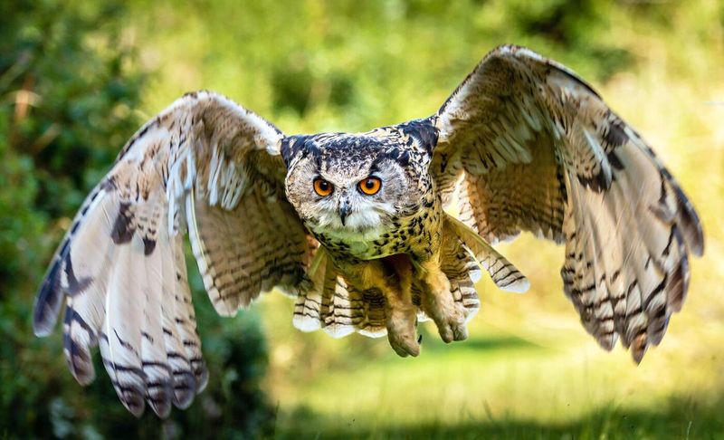 22 Amazing Owl Facts You Should Know - Exploring Animals