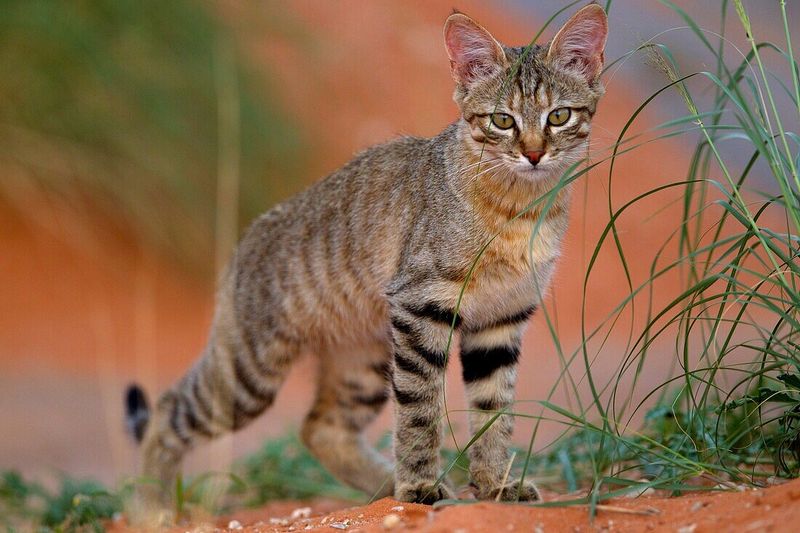 14 Wild Cats You Might Encounter in Arizona’s Deserts Exploring Animals