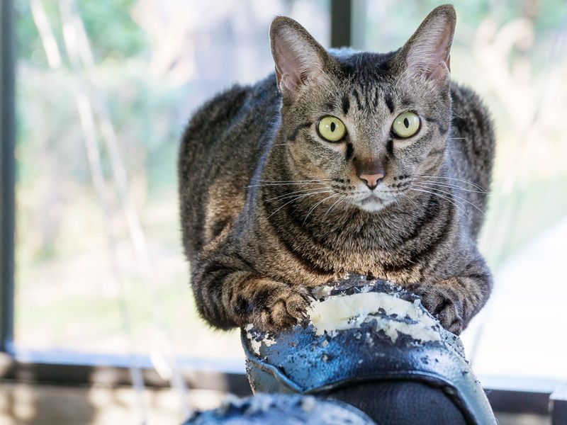 18 Signs Your Cat Actually Misses You When You're Gone Exploring Animals