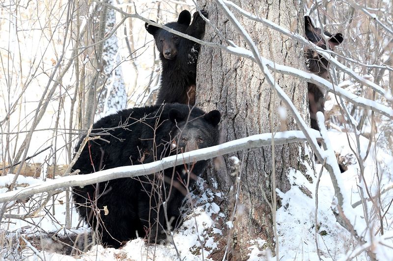 10 MindBlowing Things You Didn’t Know About American Black Bears—And