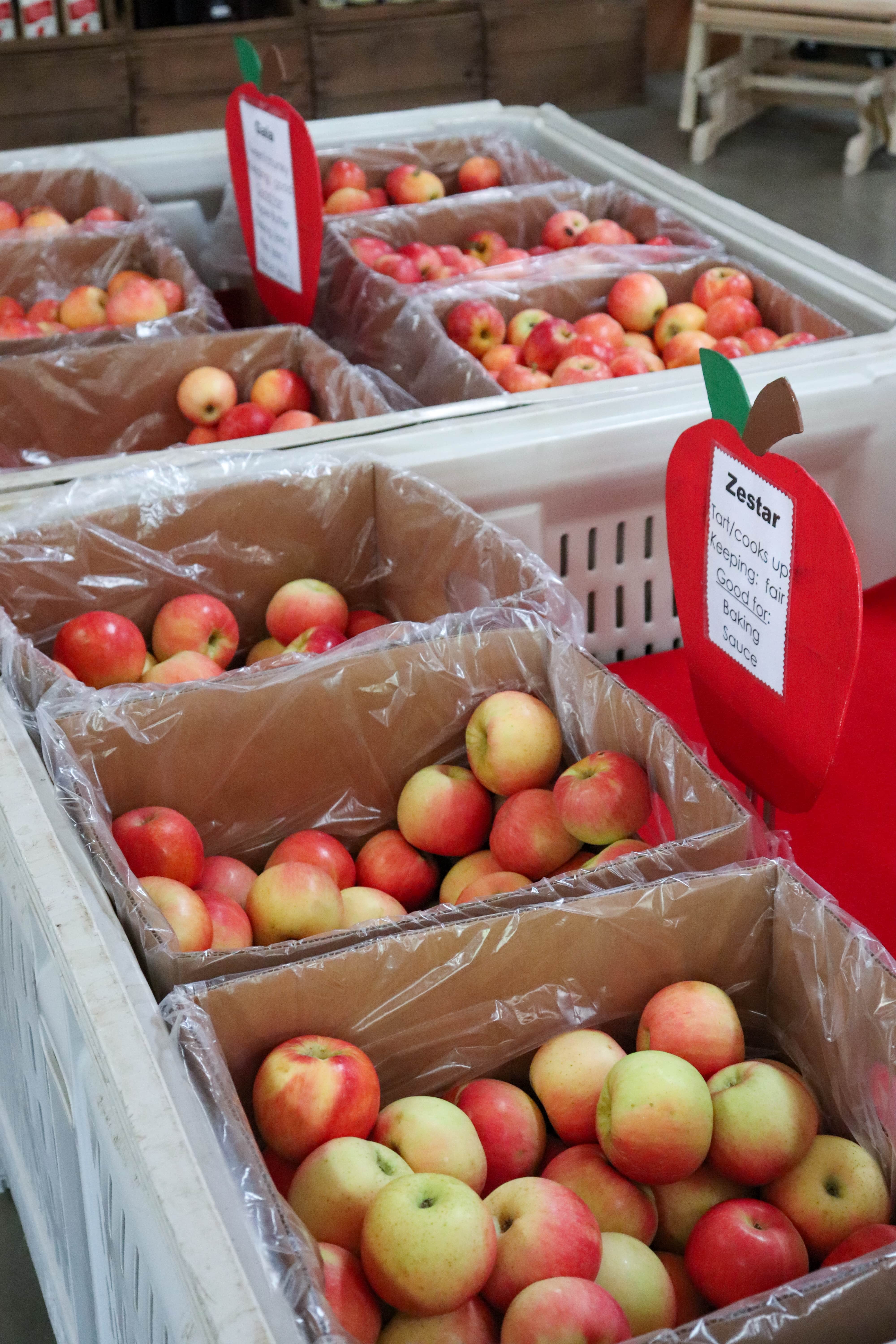 5 Best Chattanooga Apple Orchards and Apple Picking Exploring Chatt