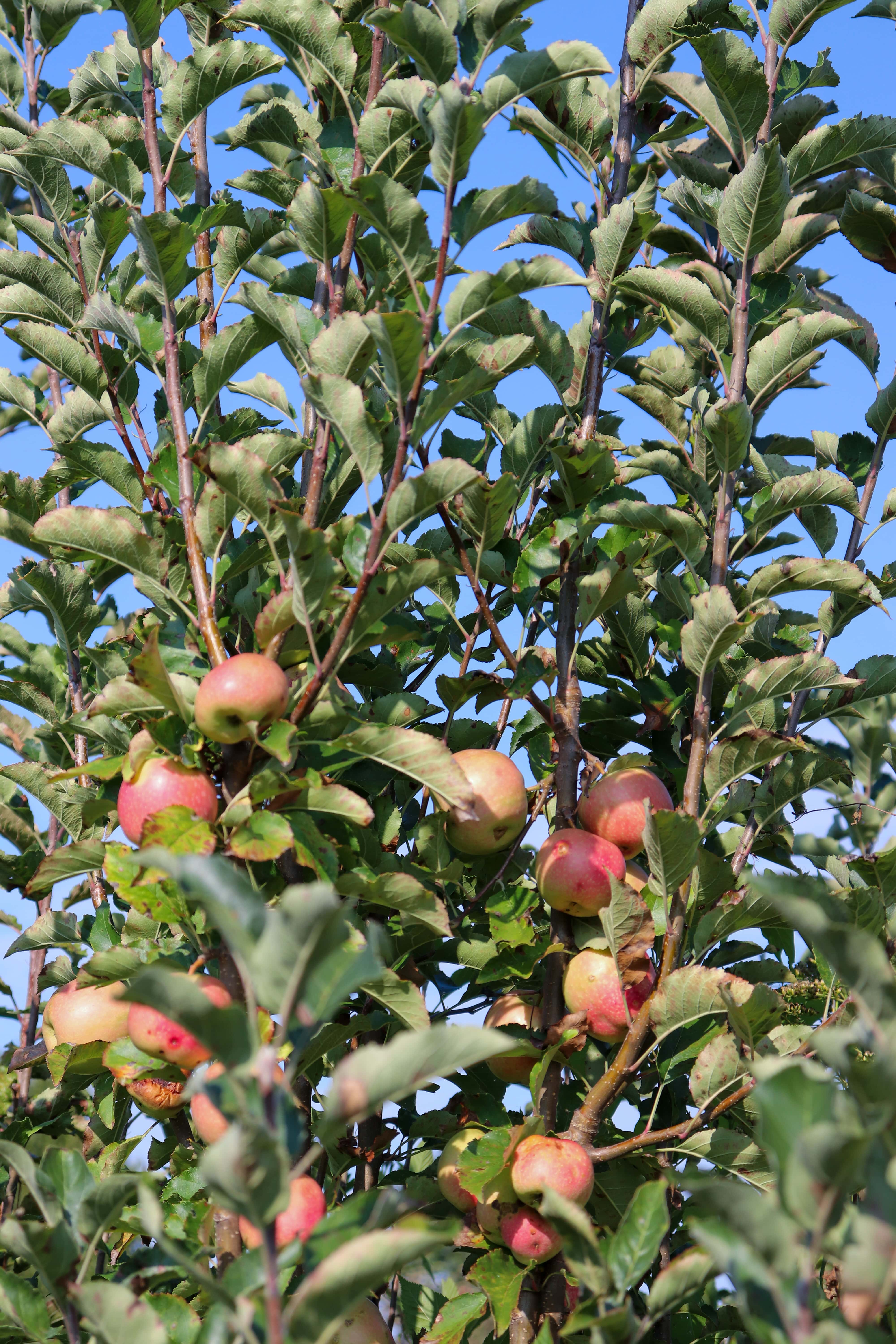 5 Best Chattanooga Apple Orchards and Apple Picking Exploring Chatt