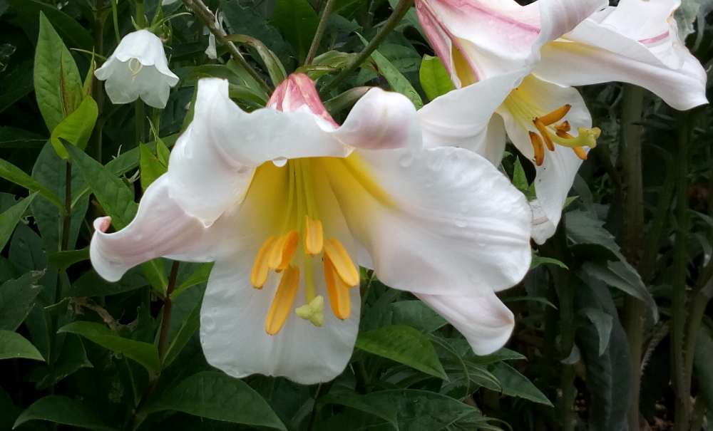 Christmas Lily Exploring Colour