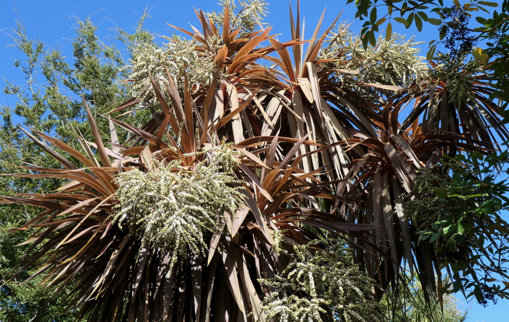 White in Autumn, NZ Natives Exploring Colour