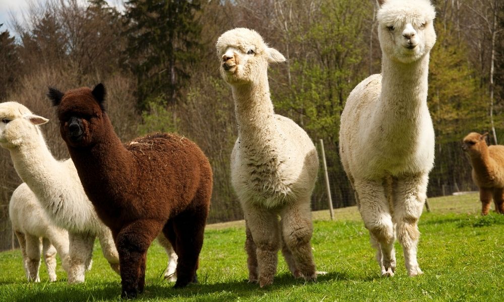 Prices For Alpacas For Sale