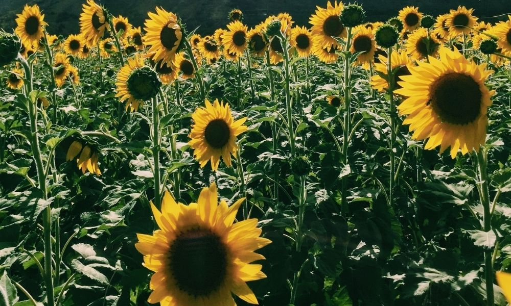 Best Sunflower Fields To Visit In Dorset 2024 Exploring Dorset