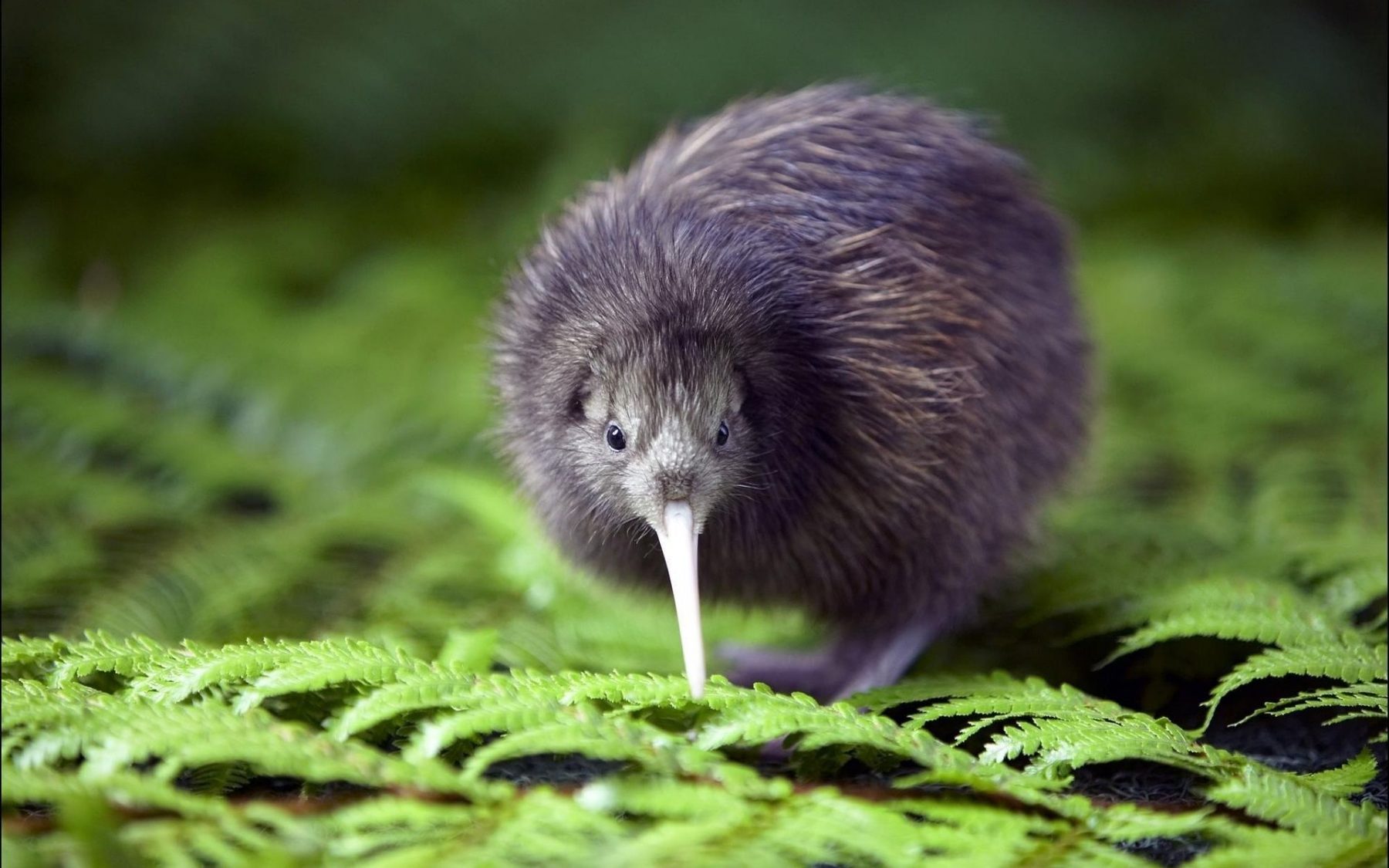 Why Are New Zealanders Called Kiwis? (And Why You Shouldn't Eat a Kiwi