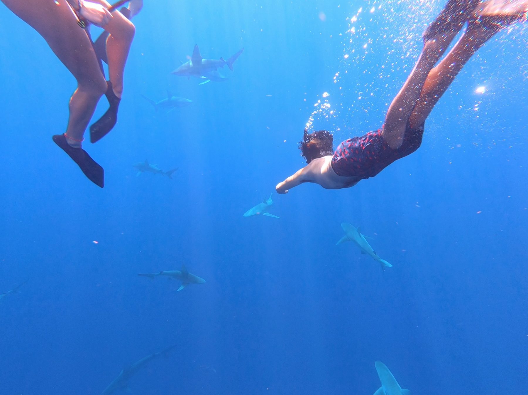 Ditch the Cage Shark Diving with One Ocean Diving, Oahu Hawaii