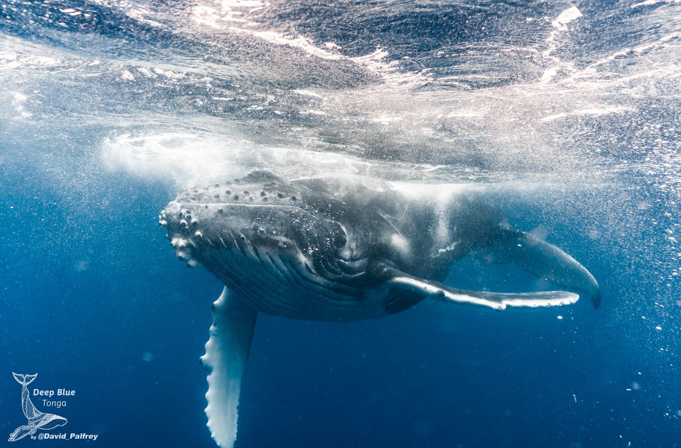 Swim with Whales in Tonga Plan Your Next Bucket List Adventure