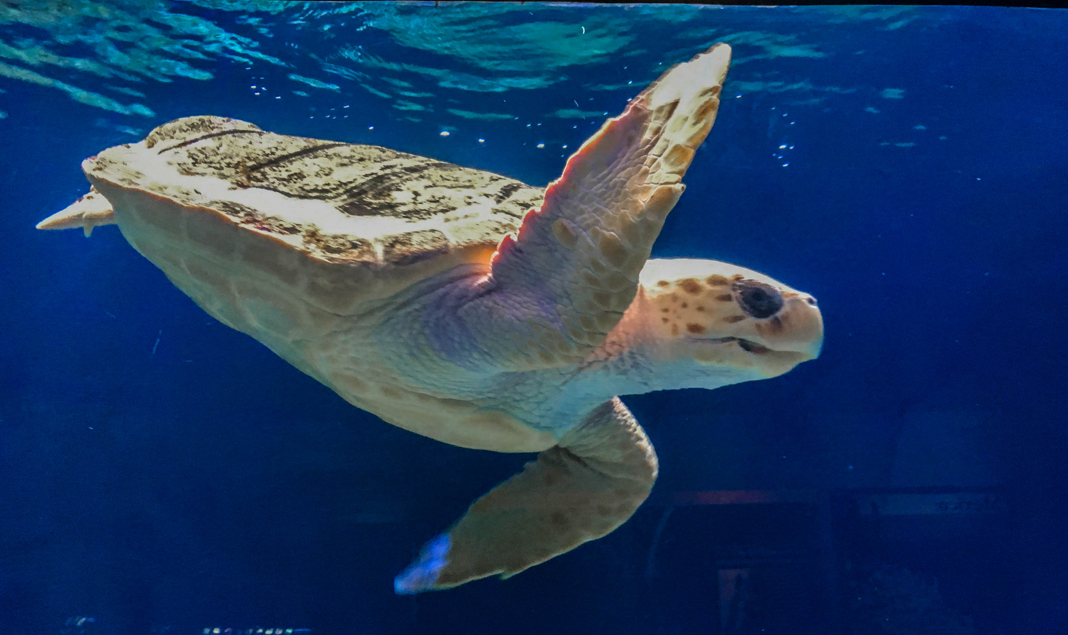 Birch Aquarium Holiday Style Exploring Our World
