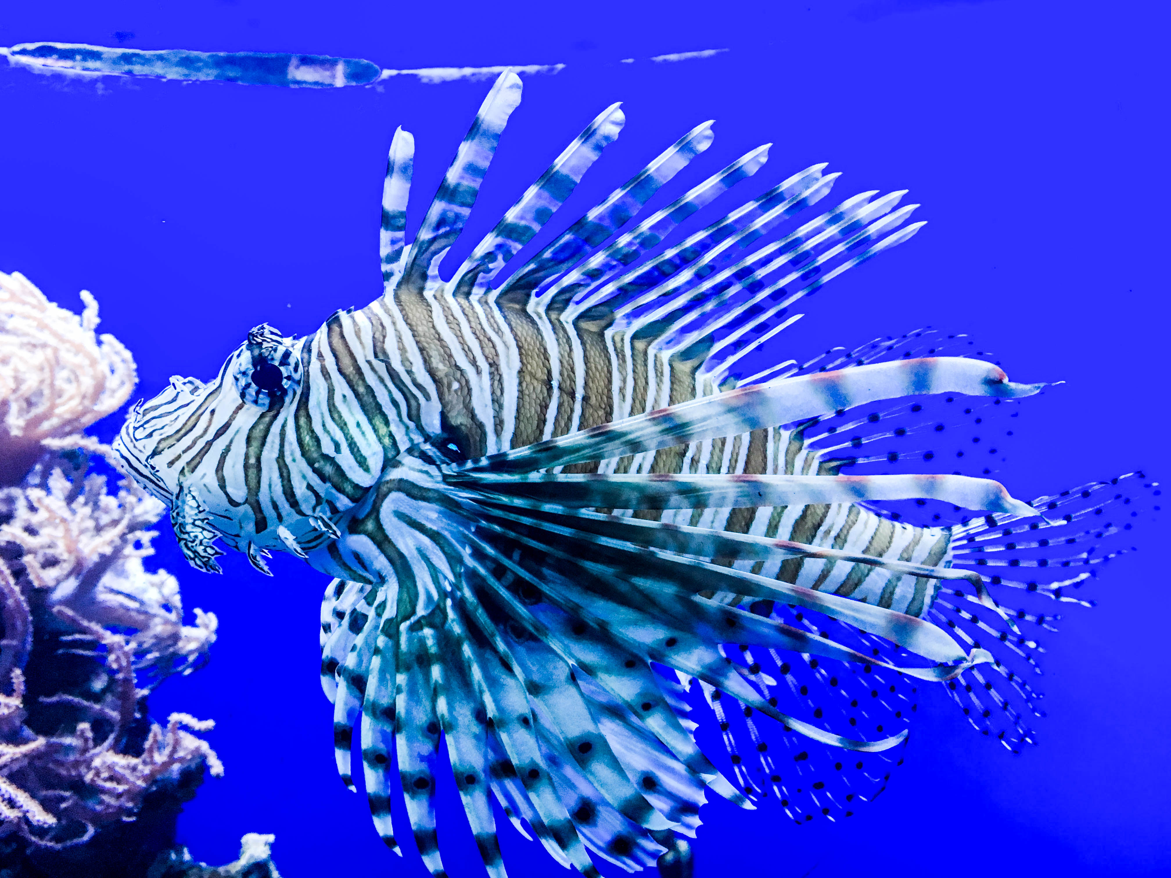 Birch Aquarium Holiday Style Exploring Our World