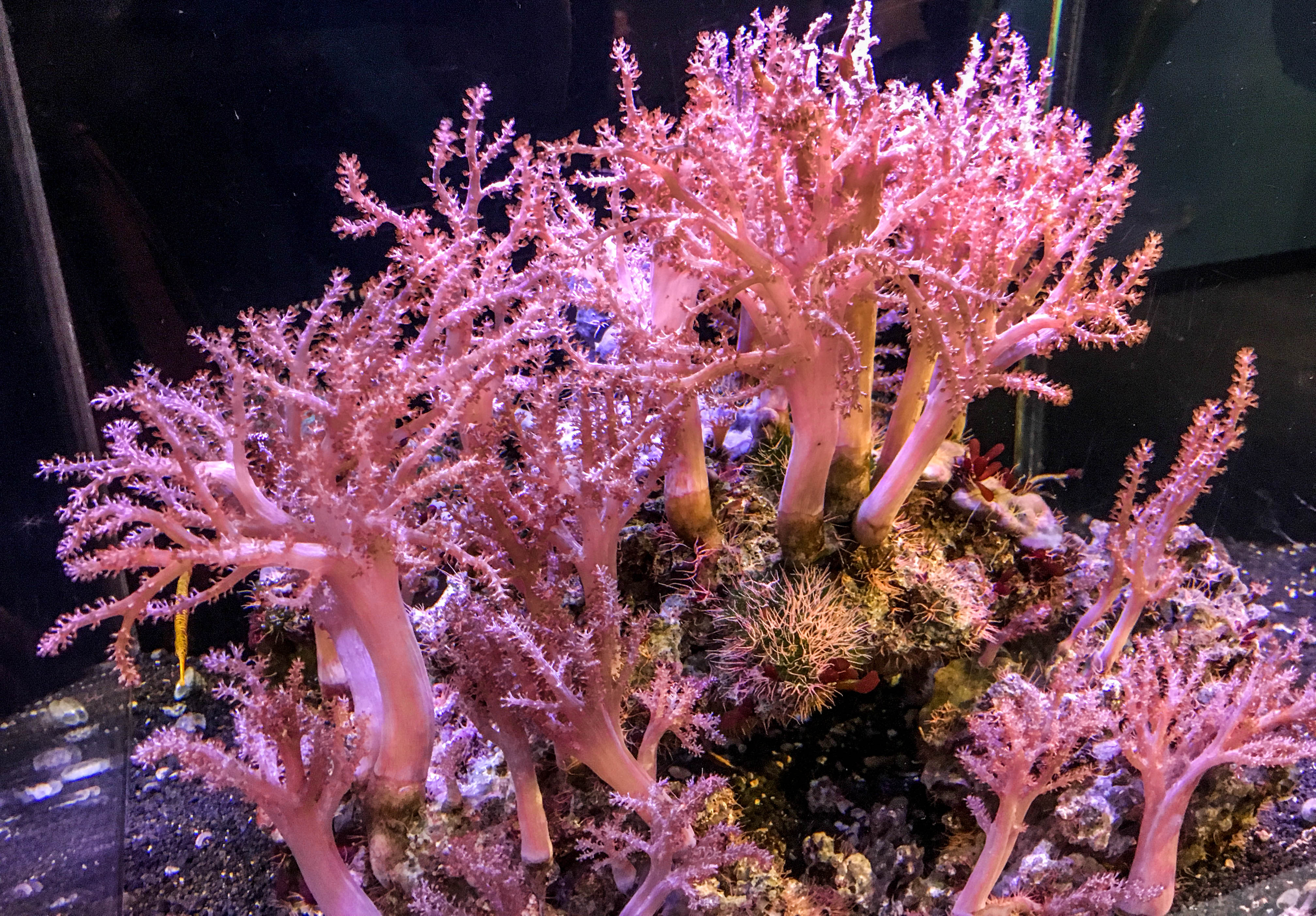 Birch Aquarium Holiday Style Exploring Our World