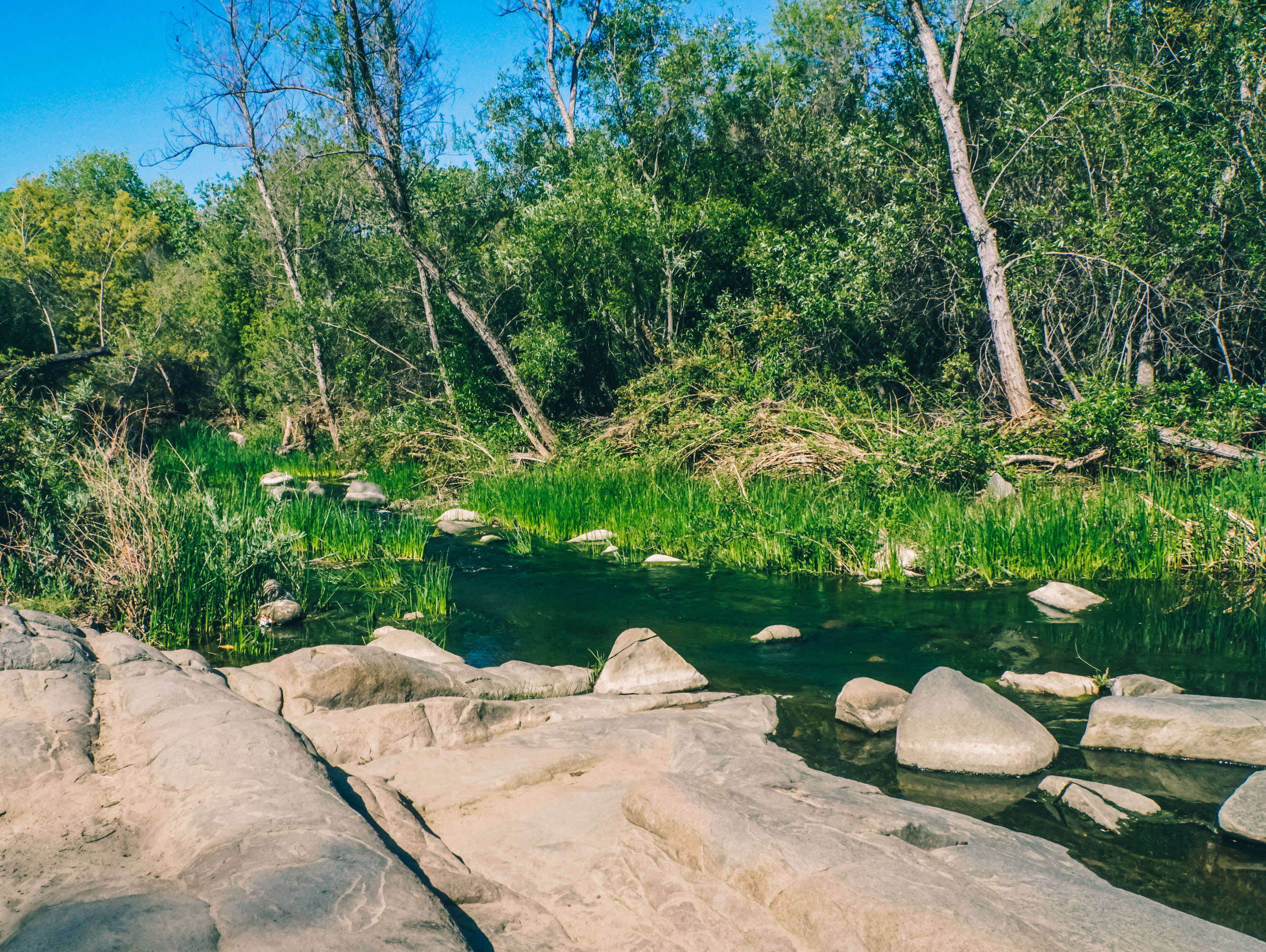 California Super Bloom San Diego Exploring Our World