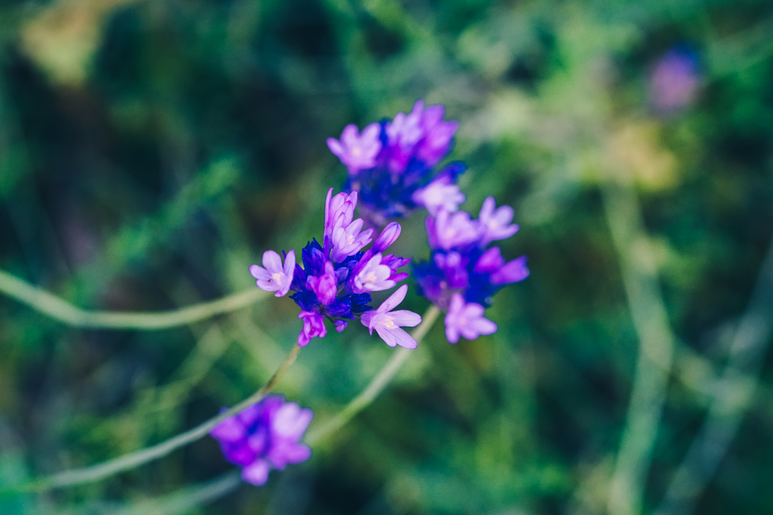 California Super Bloom San Diego Exploring Our World