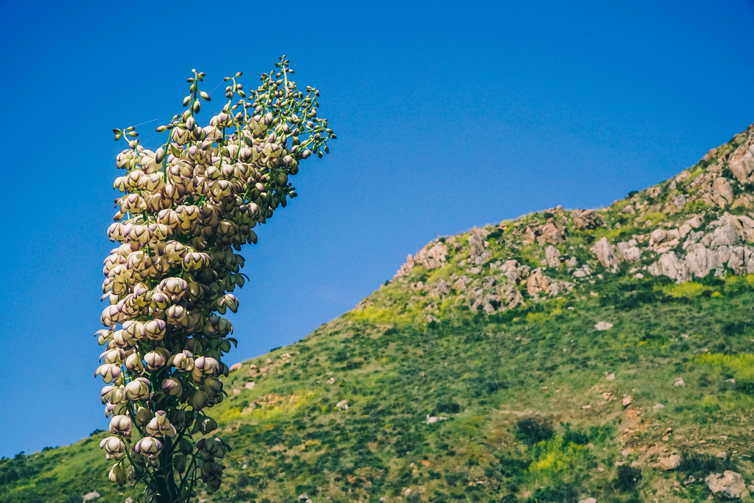 California Super Bloom San Diego Exploring Our World