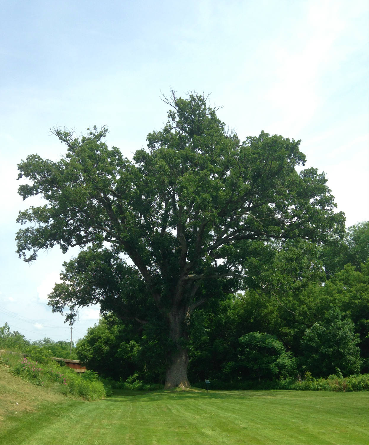 The Torture Tree Cuylerville, NY
