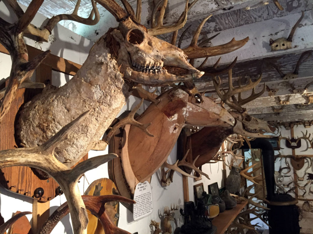 Biggest Deer Antlers Ever at Eleanor Mcewen blog