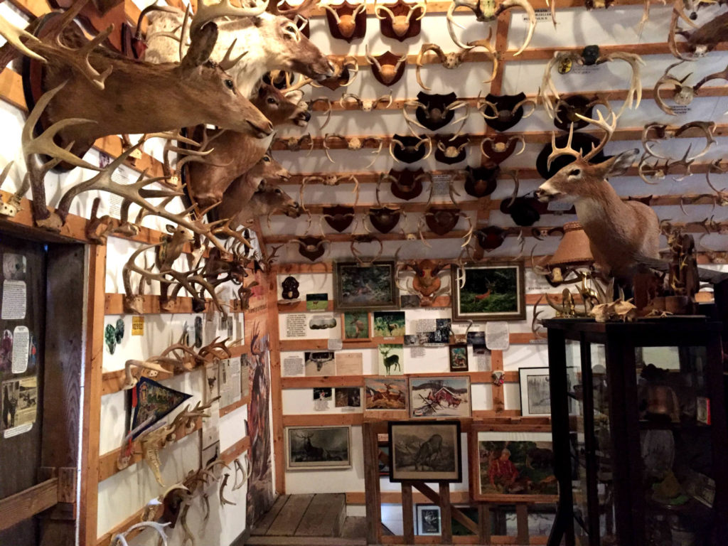 The Antler Shed's Largest Collection in the East Exploring Upstate