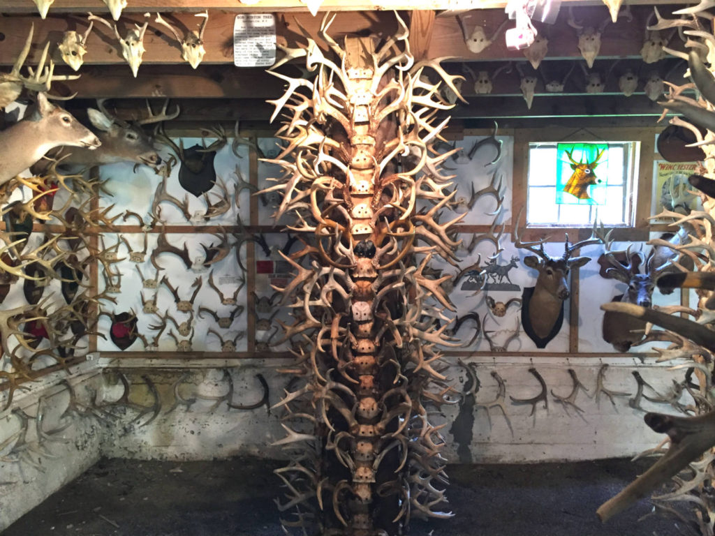 The Antler Shed's Largest Collection in the East