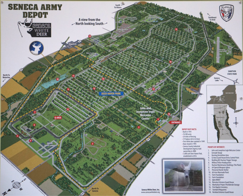 How to See the Seneca White Deer in the Finger Lakes Exploring Upstate