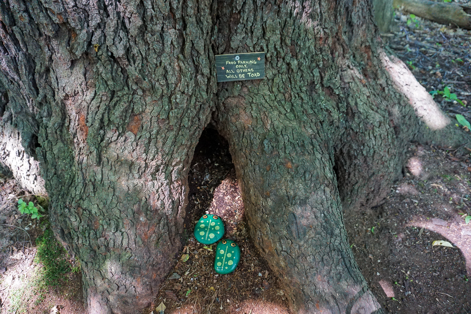 Birdsong Fairy Trail in Mendon Ponds Park Near Rochester Exploring
