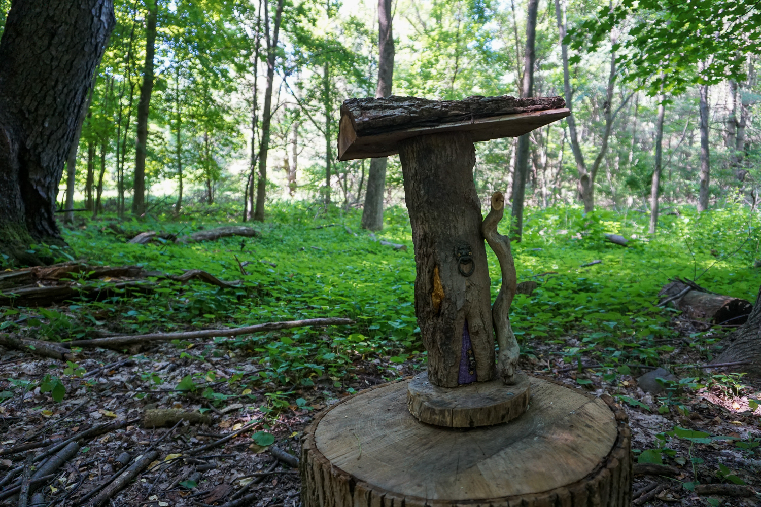 Birdsong Fairy Trail in Mendon Ponds Park Near Rochester Exploring