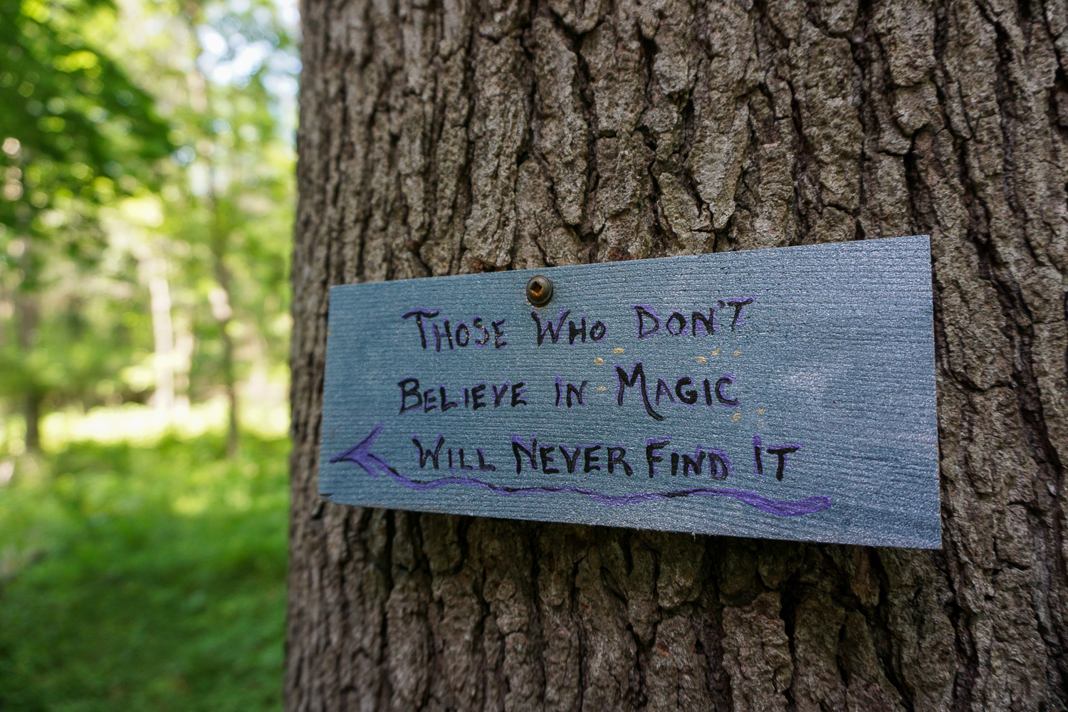 Birdsong Fairy Trail in Mendon Ponds Park Near Rochester Exploring