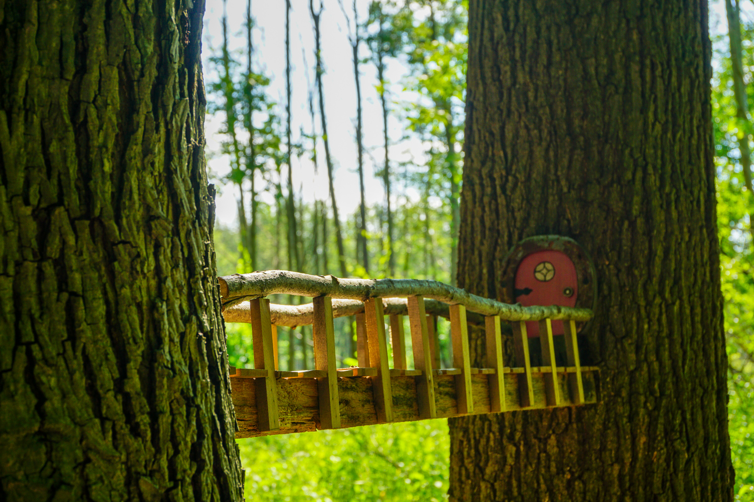 Birdsong Fairy Trail in Mendon Ponds Park Near Rochester Exploring