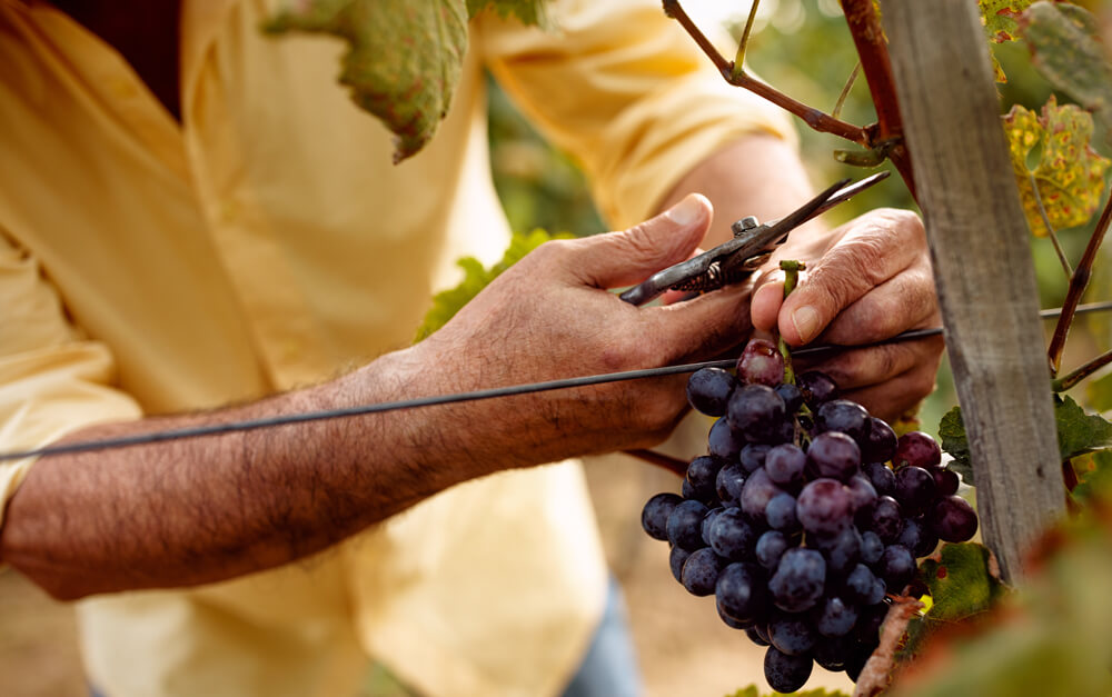 LOUISIANA WINE What do you know about it? Learn more.