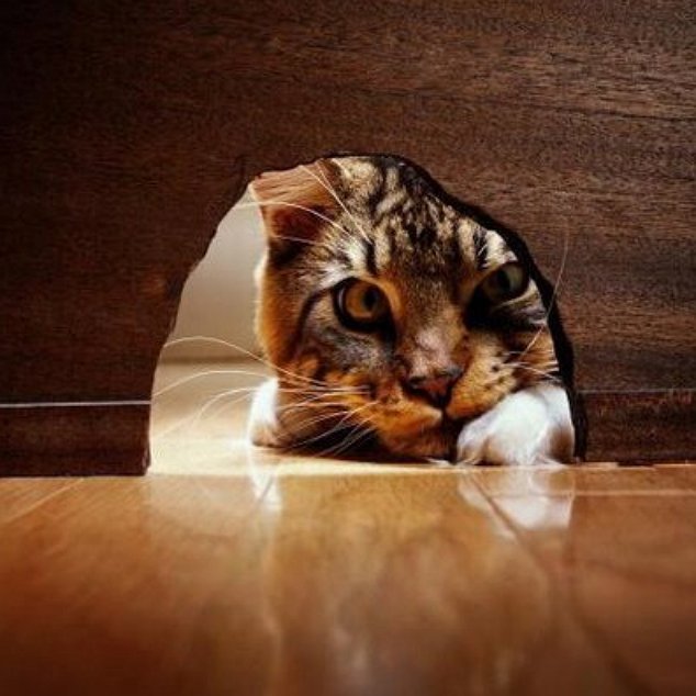 Curiosity Didn’t Kill the Cat, It Made Him Stronger Exploring your mind