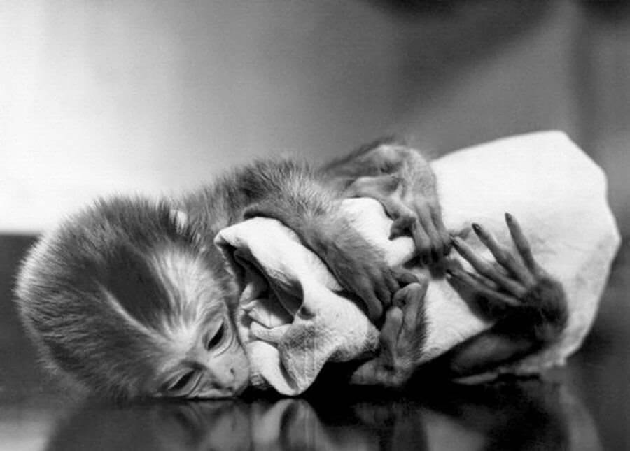 Harlow's Experiments on Attachment Theory Exploring your mind