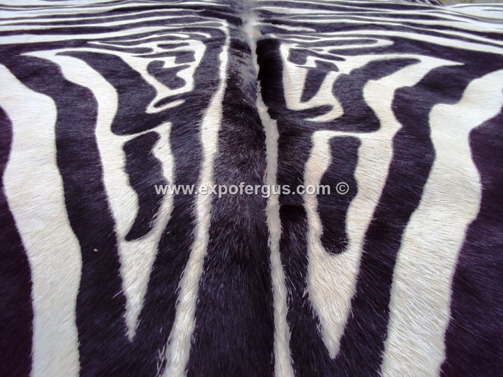 Zebra Cowhide rug