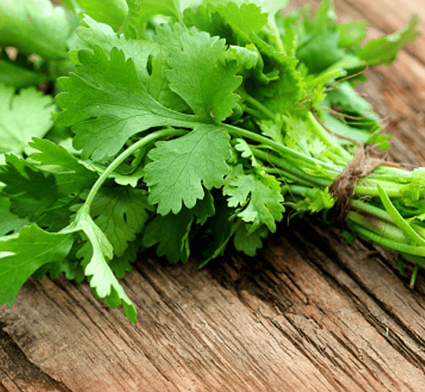 Coriander Flake/Powder EXPOMISEEXIM