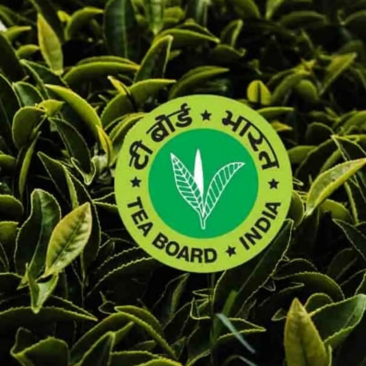 Tea Board Of India EEG