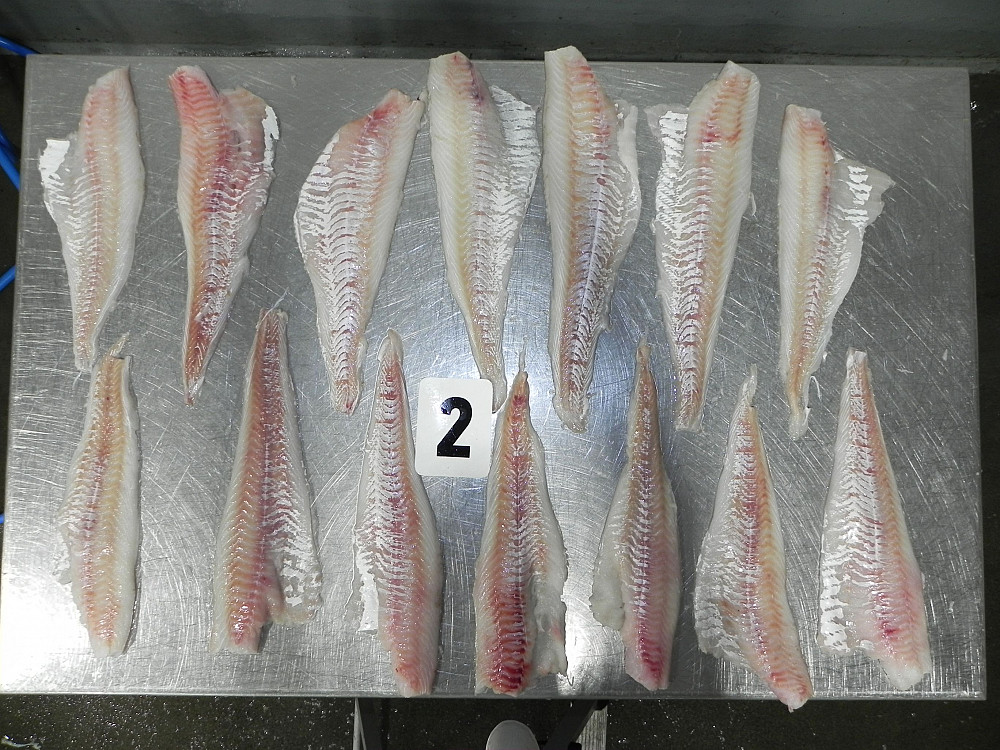 PBO PBI atlantic cod fillet wholesale whiting fishBuy and order