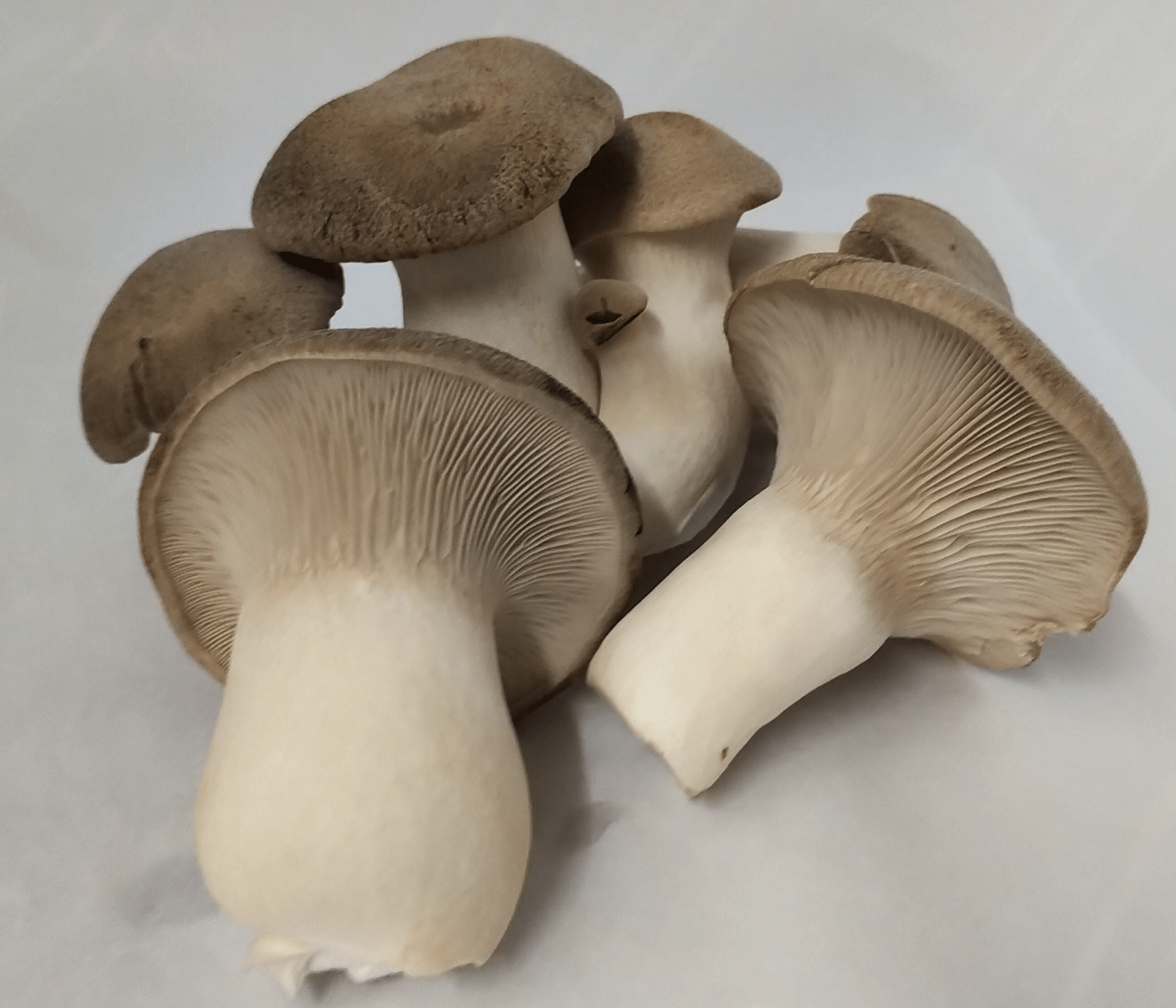 Pemberton Meadows King Trumpet Oyster Mushrooms Stong's Market