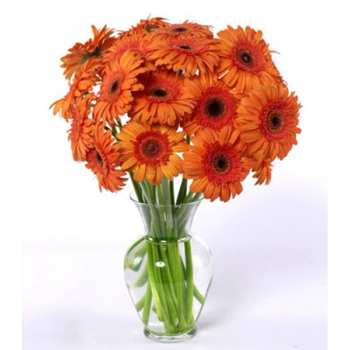 Dozen Orange Gerbera Daisies 12 Stems Vase