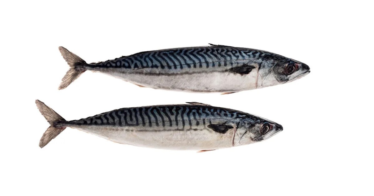 MACKEREL (TITUS) FISH FROZEN Express Grocery