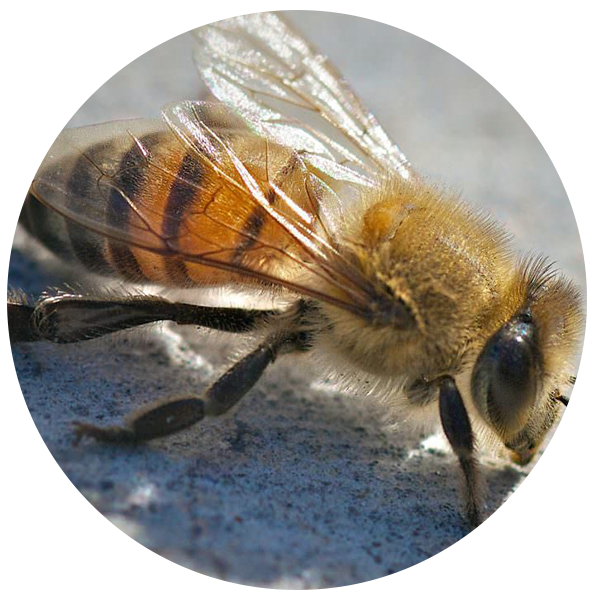 Bee Control Pest Control Services