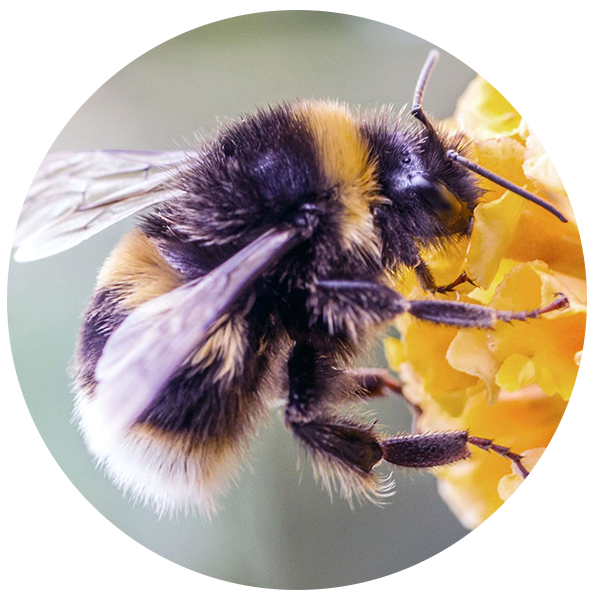 Bee Control Pest Control Services