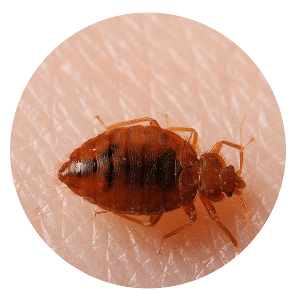 Bedbug Control Pest Control Services