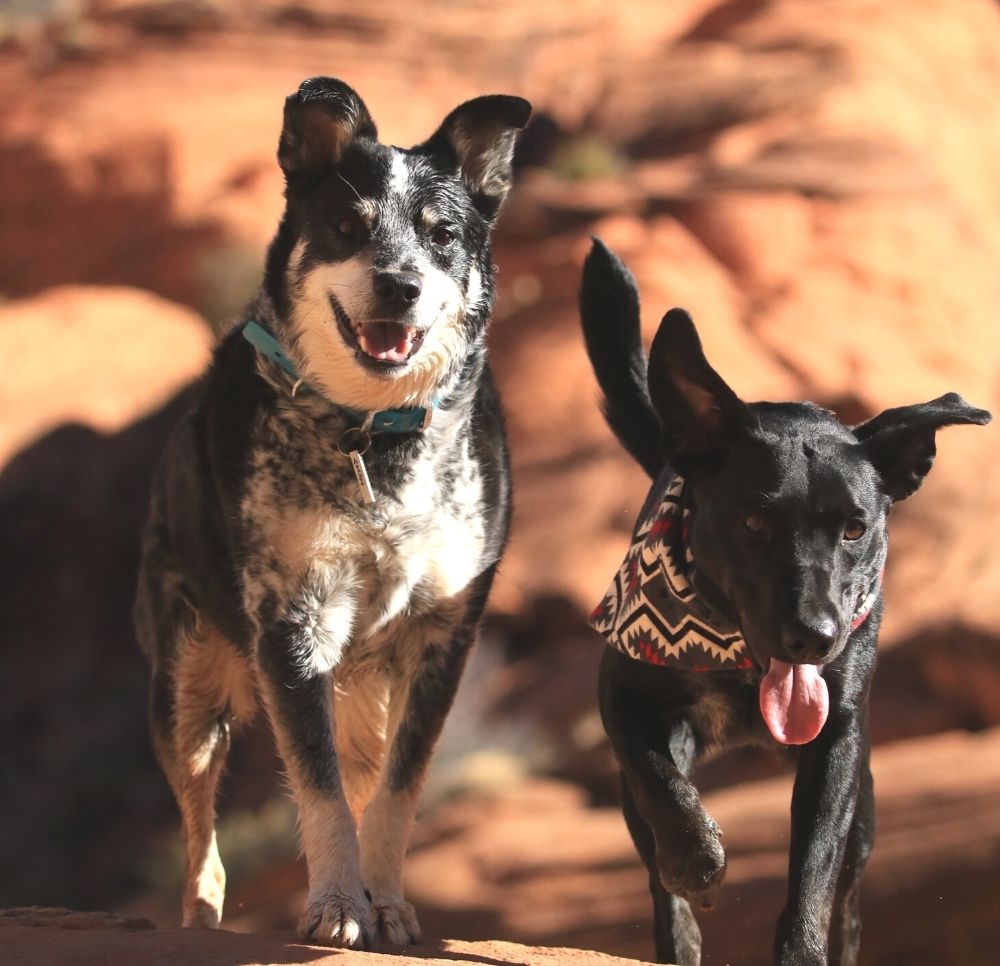 Pet Spay, Neuter And Vaccines Albuquerque Express Vet NM