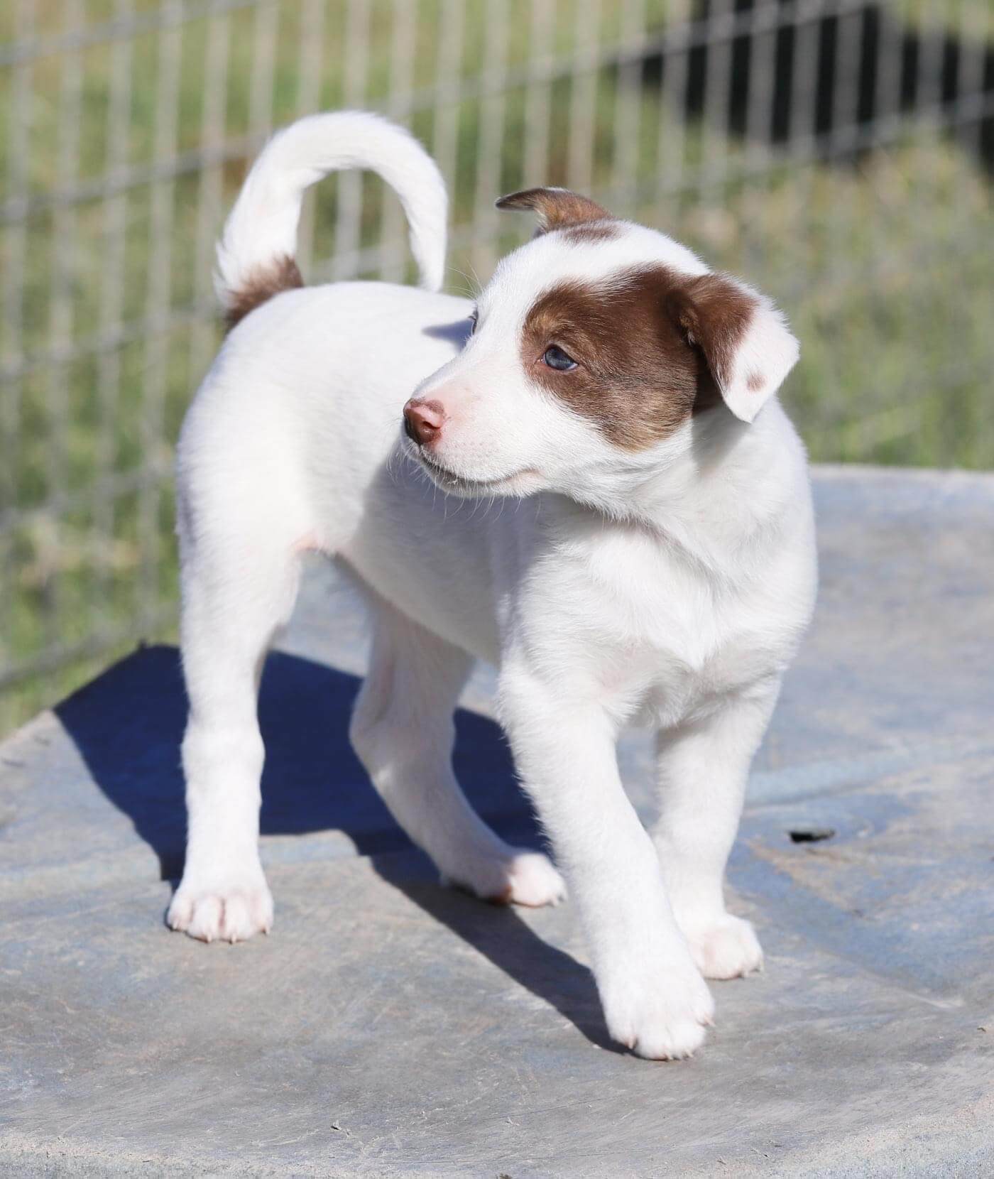 Express Vet NM Gallery Vet Clinic In Albuquerque