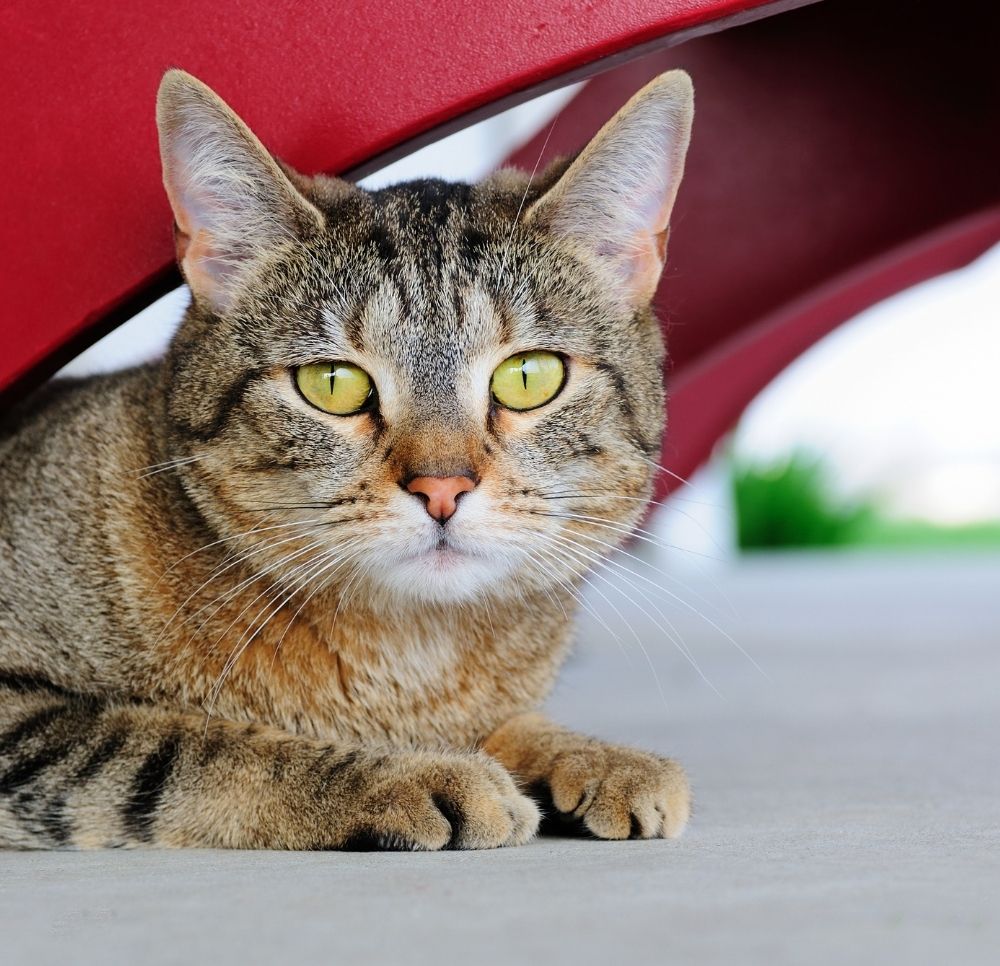 About Albuquerque, NM 87107 Veterinarian Express Vet NM