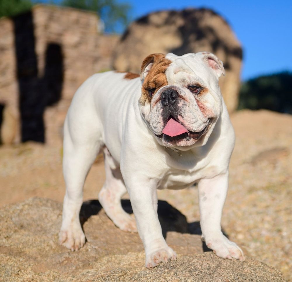 About Albuquerque, NM 87107 Veterinarian Express Vet NM