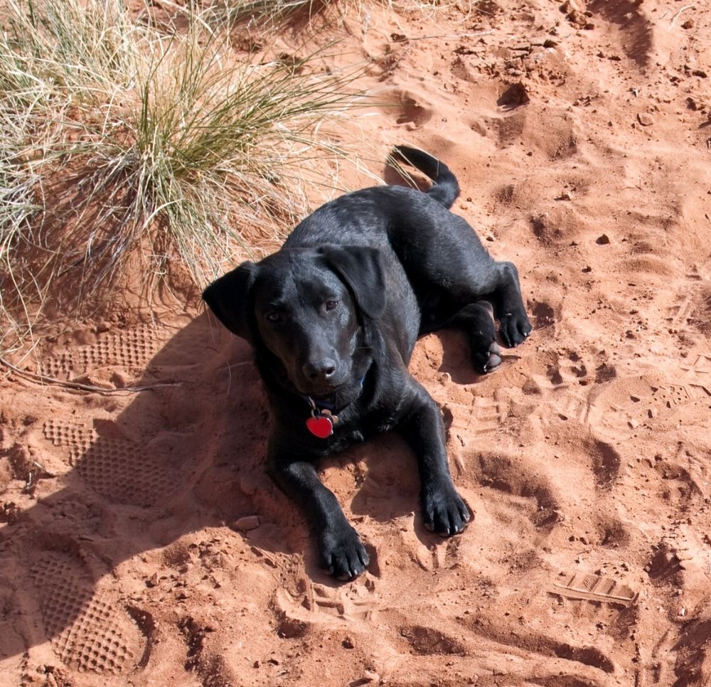 Vet Near Me Albuquerque, NM 87107 Express Vet NM