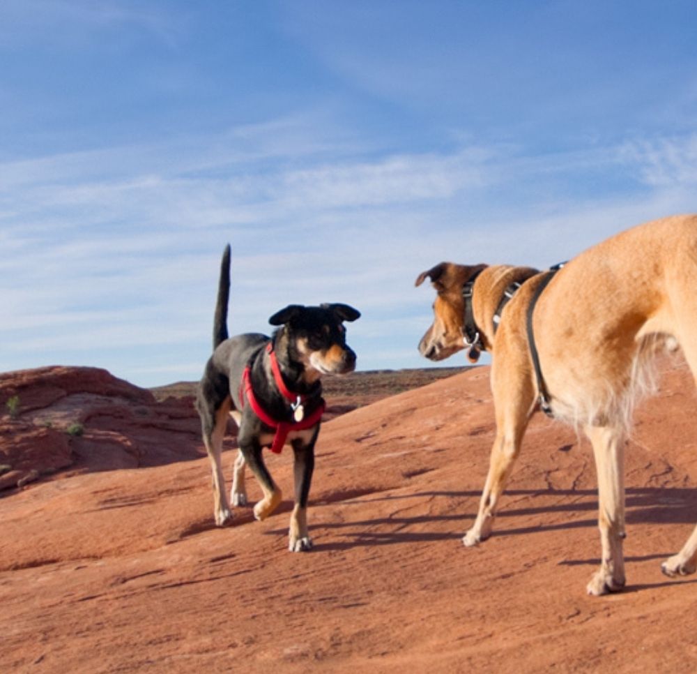 Payment Options For Veterinary Care Express Vet NM