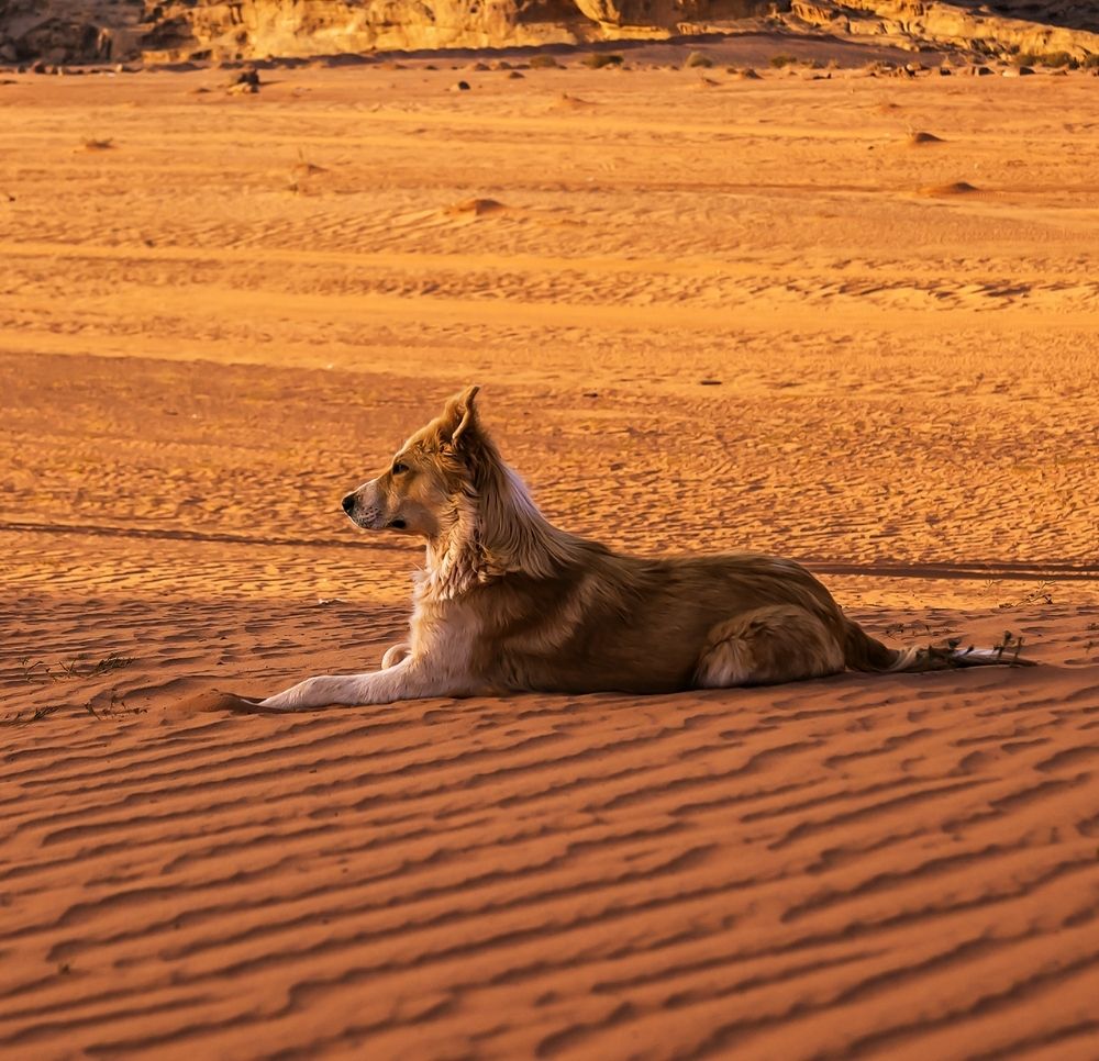 Albuquerque Veterinary Services Express Vet NM